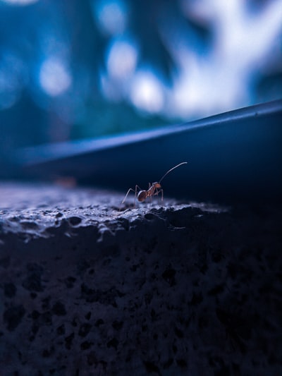 白天灰水泥地上的褐蚁
